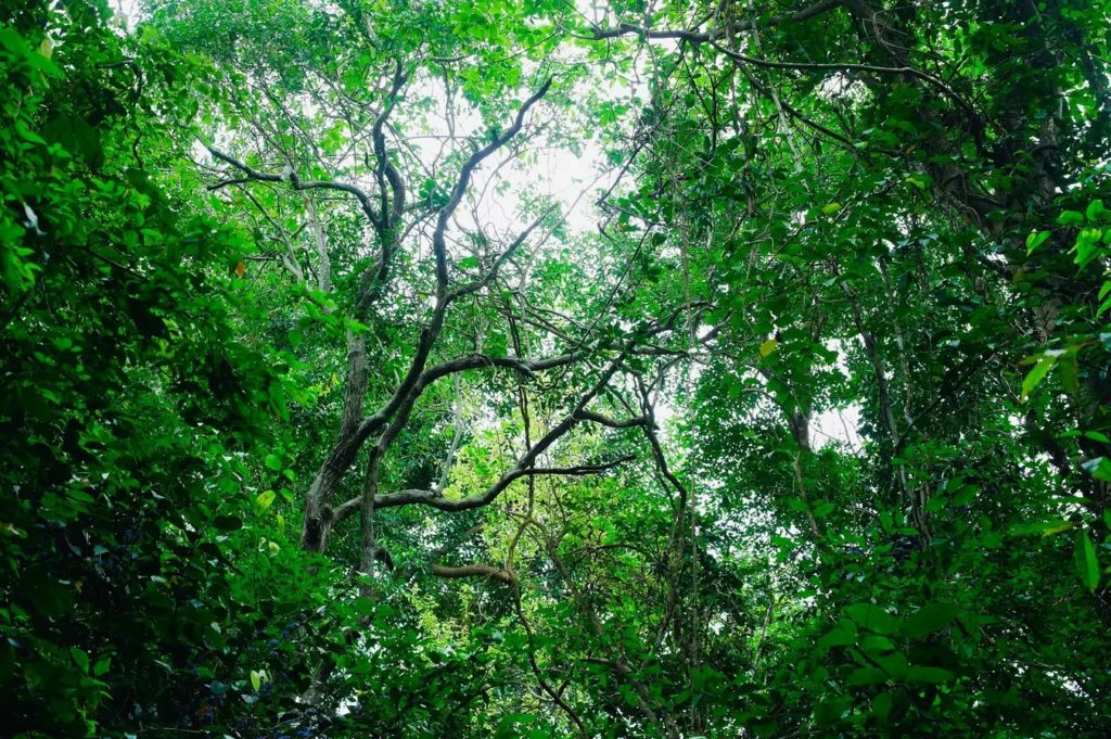 Lối đi qua Đỉnh Tầm Bồ