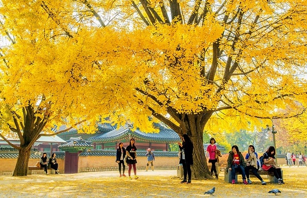 Mùa thu Hàn Quốc