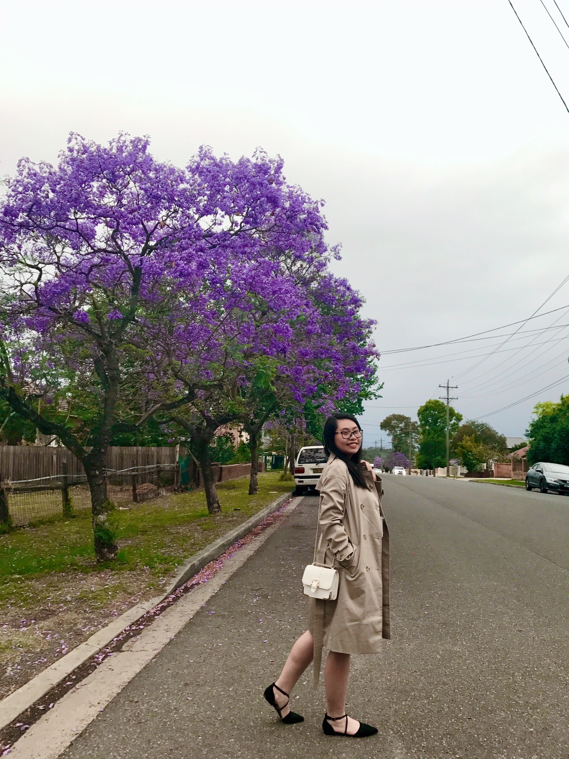 mùa hoa phượng tím ở Úc