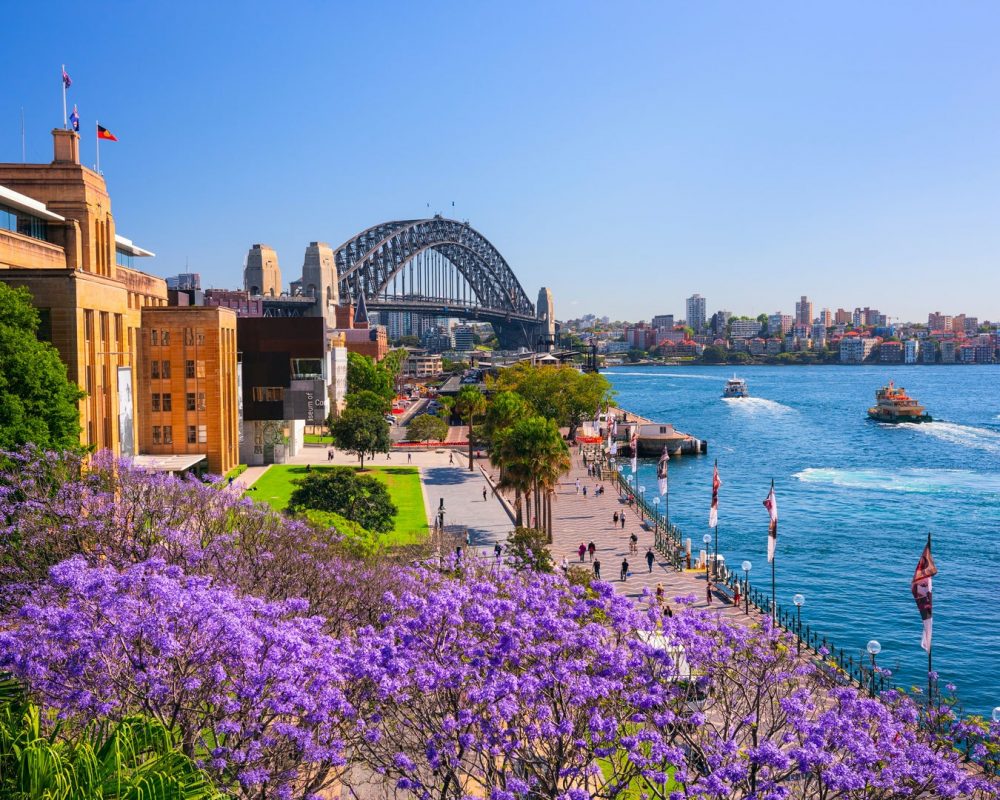 Mùa phượng tím sydney